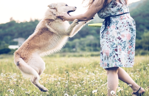 愛犬の元気な関節の働きをサポート!