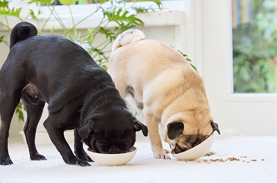 会員様限定!新商品のご案内